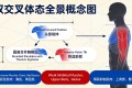 头前伸 + 含胸驼背 + 骨盆前倾：双交叉体态的系统矫正方案