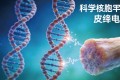 胶原蛋白光吃不练等于白扔钱：压电效应与机械刺激的硬核机制解析
