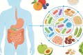 饮食的迷思：为什么怎么吃都不胖？双胞胎研究揭示肠道菌群的操控术