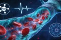 男性血管健康的”信号战争”：一氧化氮与被低估的勃起密码