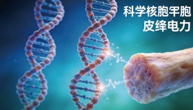 胶原蛋白光吃不练等于白扔钱：压电效应与机械刺激的硬核机制解析