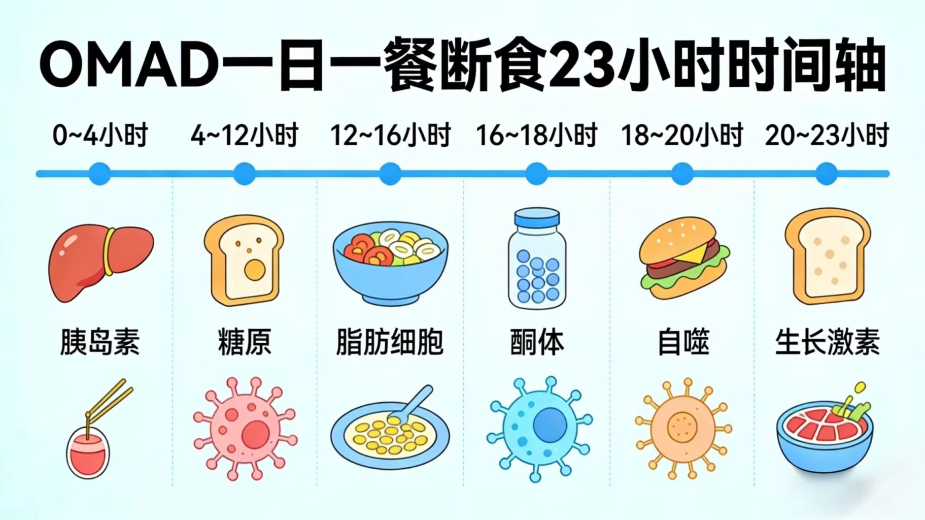 OMAD一日一餐断食生理学全解析 OMAD一日一餐断食生理学全解析