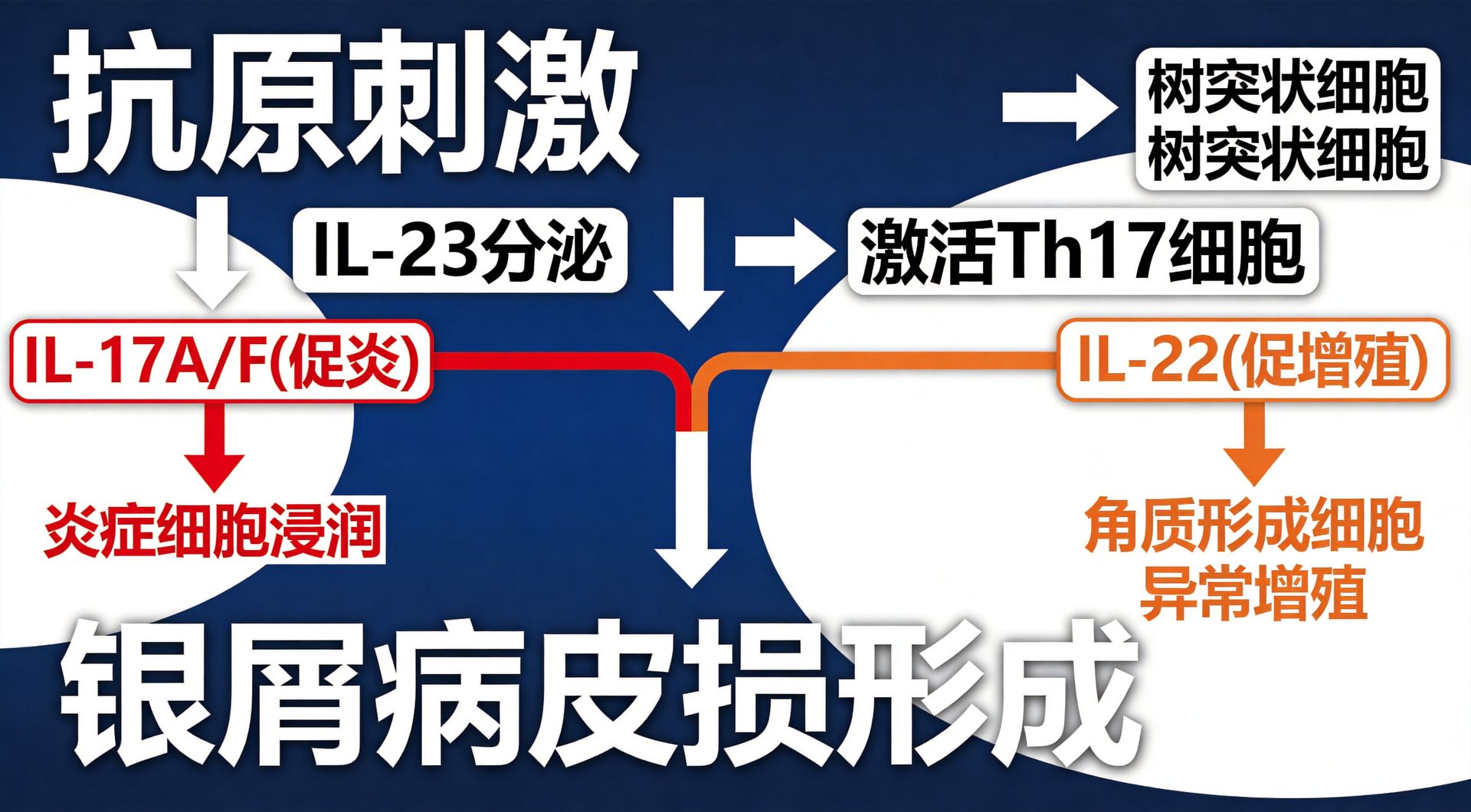 银屑病的自身免疫根源与营养治疗:硬核科学解析 银屑病的自身免疫根源与营养治疗:硬核科学解析